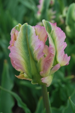 Tulp Green Wave